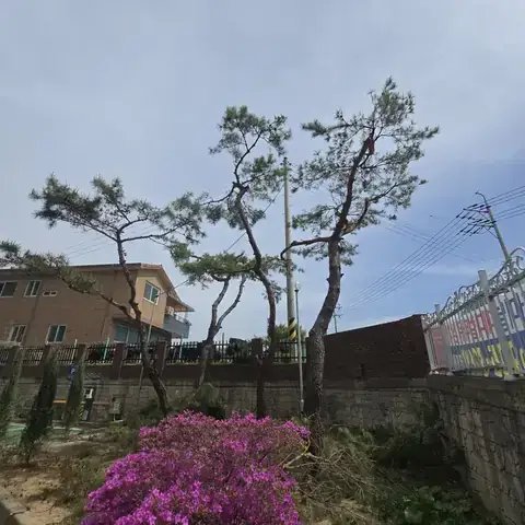 나무 벌목 경기 군포