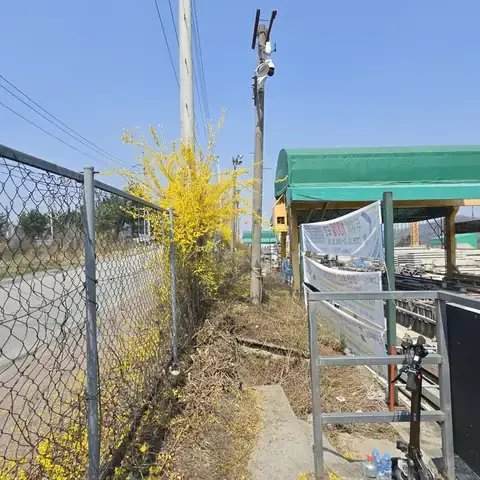 고사목 제거 경기 의정부